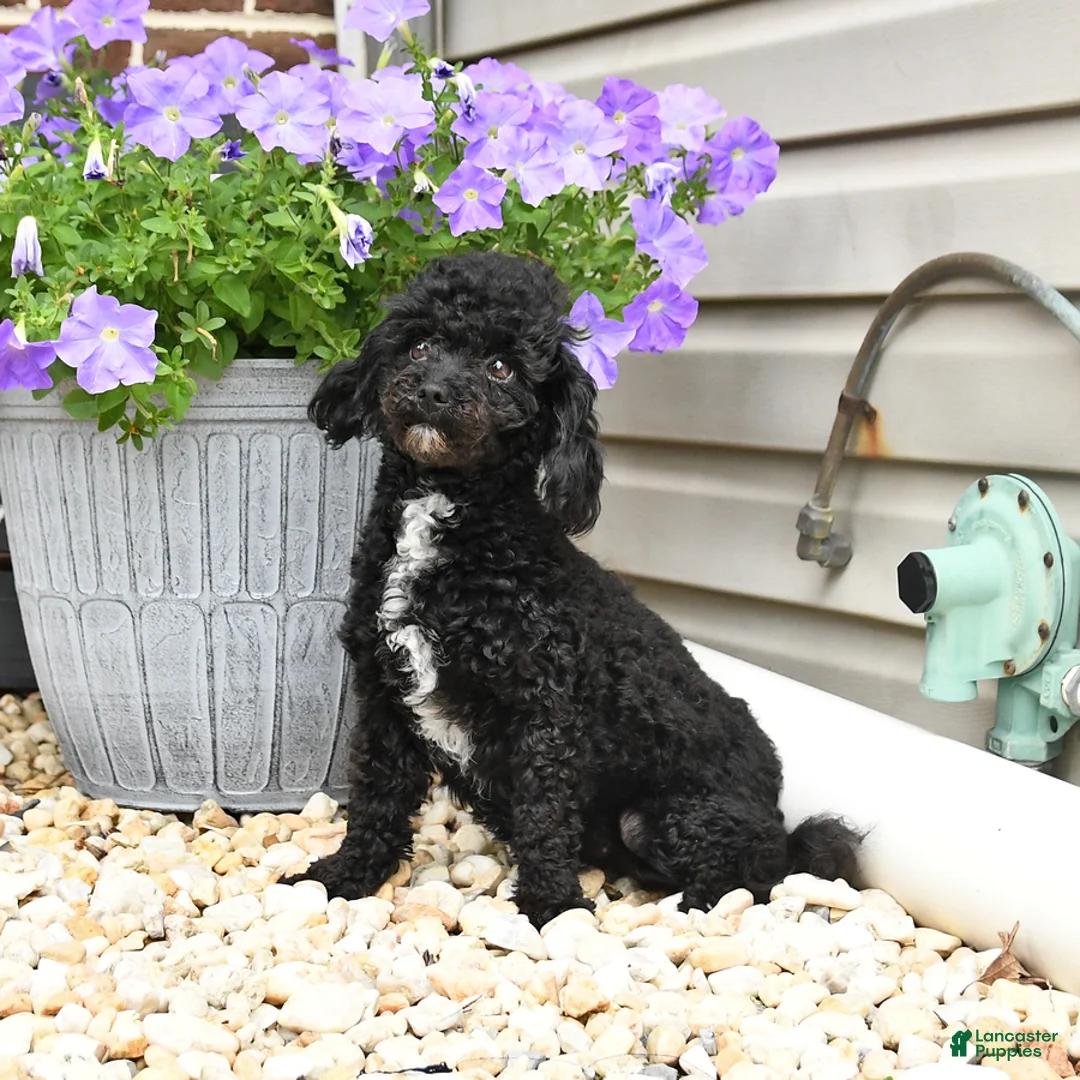 Havapoo dogs for sale: Pearls - Ad 3