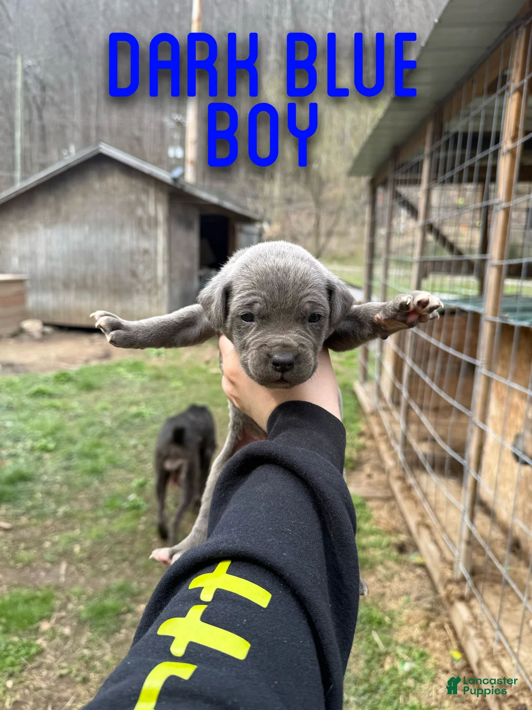 Cane Corso dogs for sale: Cane Corso Puppy 2 - Ad 1