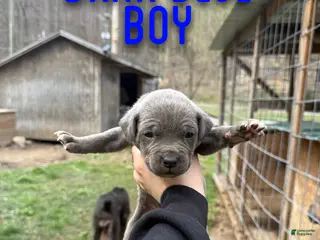 Cane Corso dogs Cane Corso Puppy 2 - Ad 31