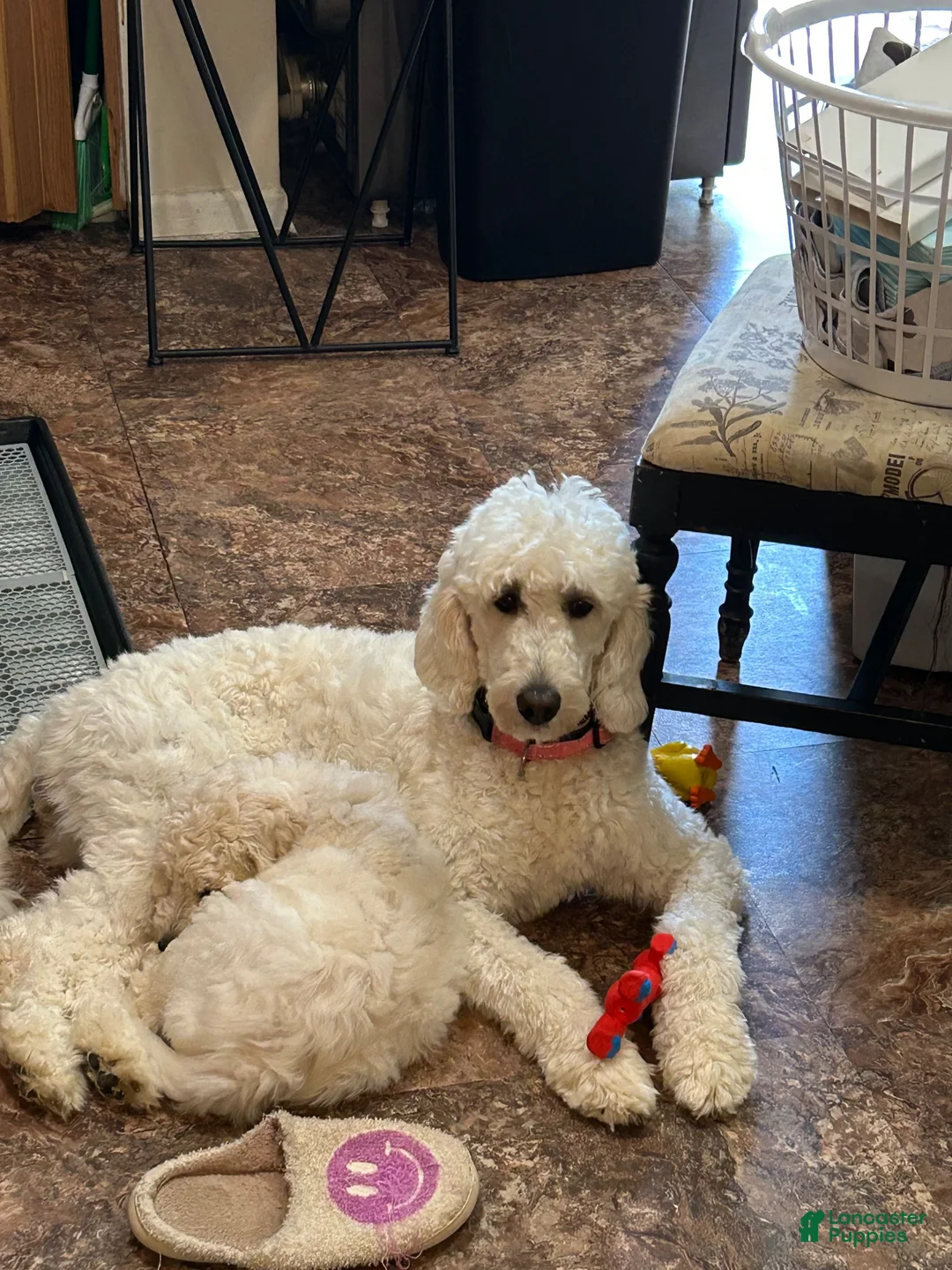Goldendoodle dogs for sale: Goldendoodle 1 - Ad 8