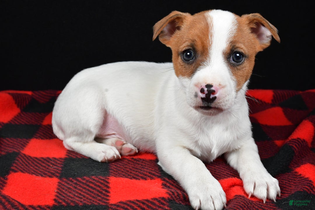 Jack Russell Terrier dogs for sale: Thunder - Ad 10