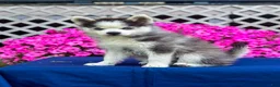 Pomsky dogs for sale: Scout - Ad 5