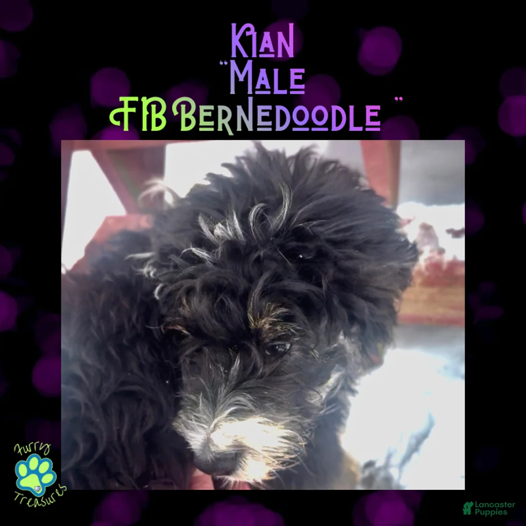 Mini Bernedoodle dogs for sale: Kian “Blue Collar” Male - Ad 3