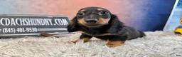 Miniature Dachshund dogs for sale: Pra clear - Ad 2