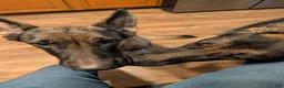 German Shepherd dogs for sale: Elsa - Ad 19