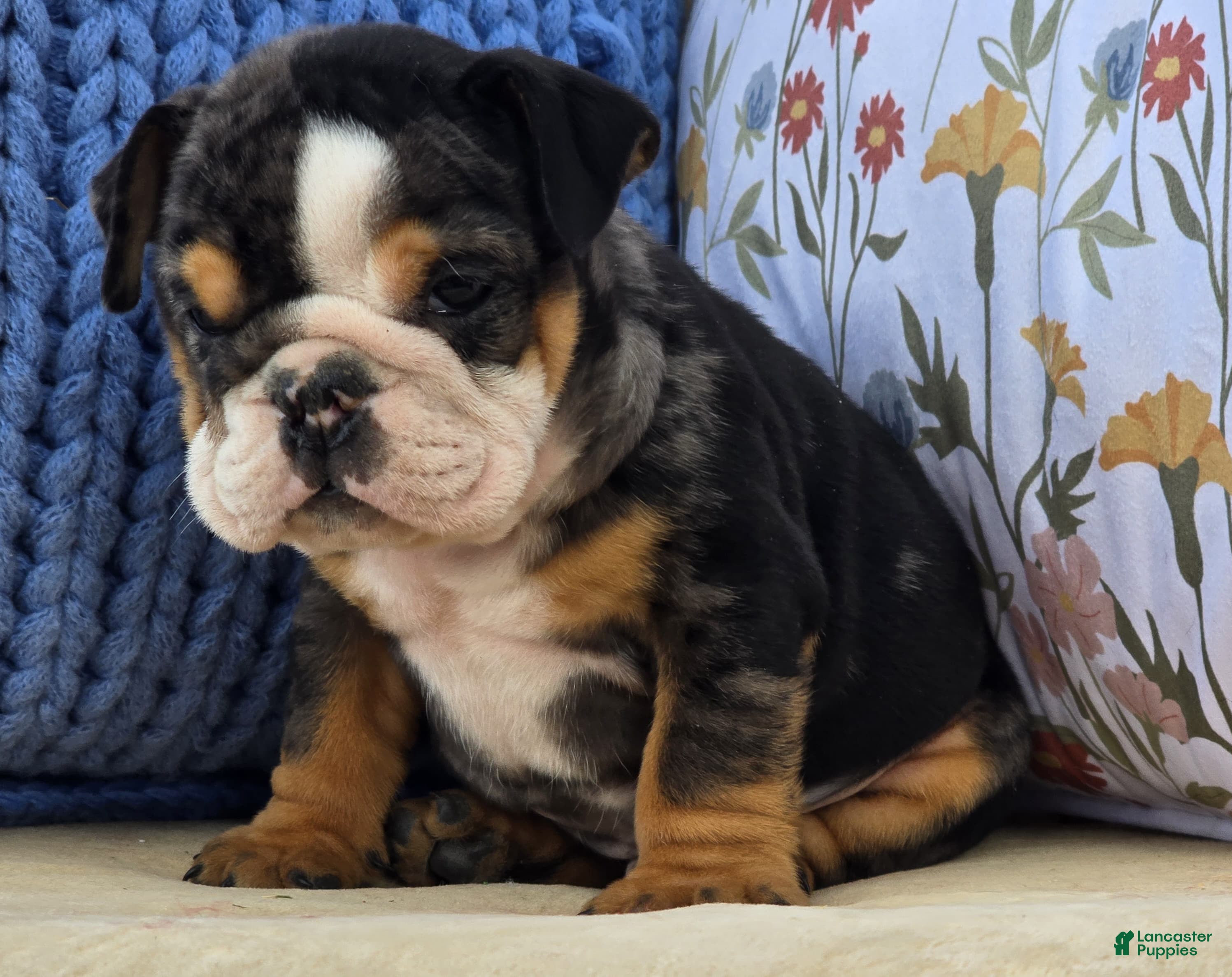 English Bulldog dogs Bubs - Ad 8