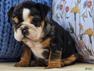 English Bulldog dogs Bubs - Ad 11