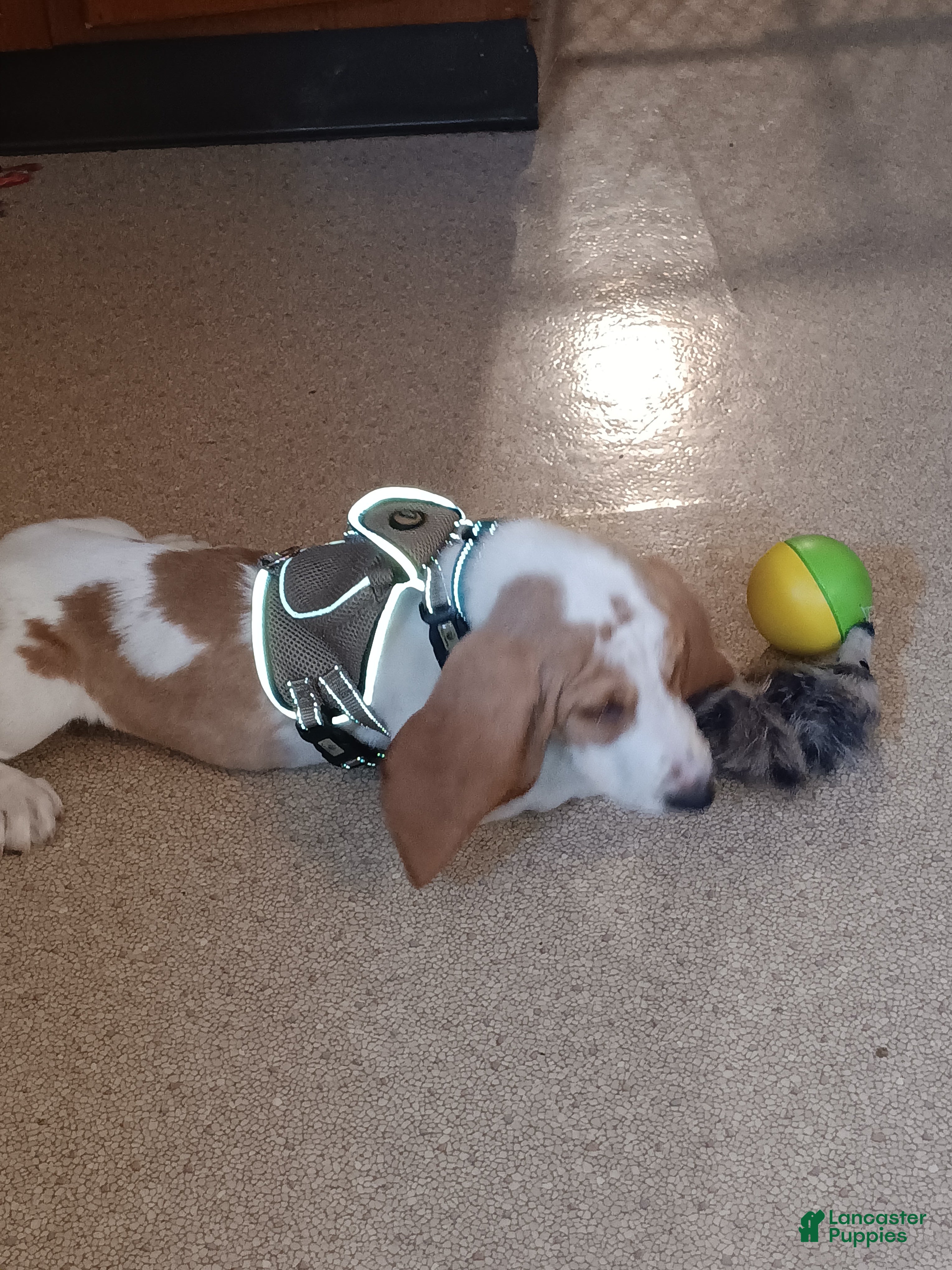 Basset Hound dogs for sale: Drago - Ad 2