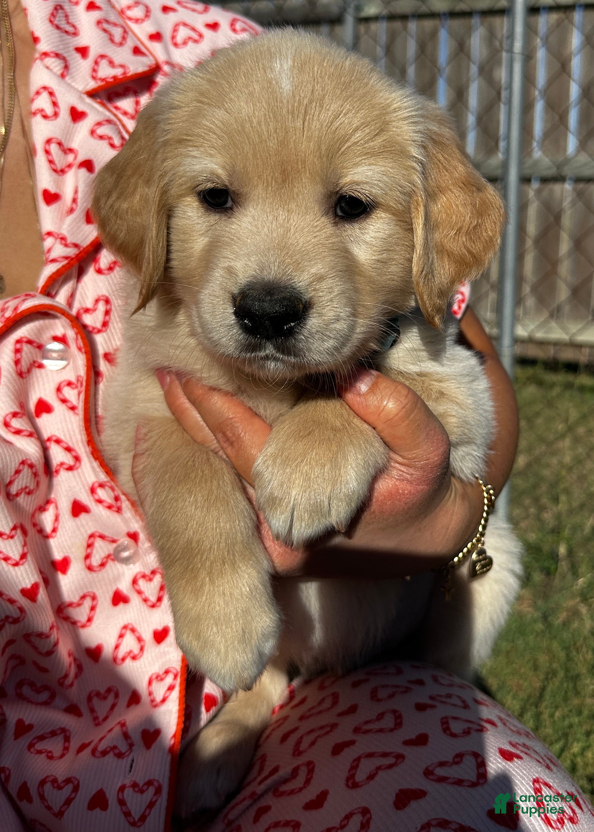Golden Retriever dogs Baby Blue - Ad 22