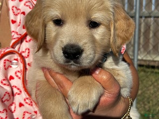 Golden Retriever dogs Baby Blue - Ad 37