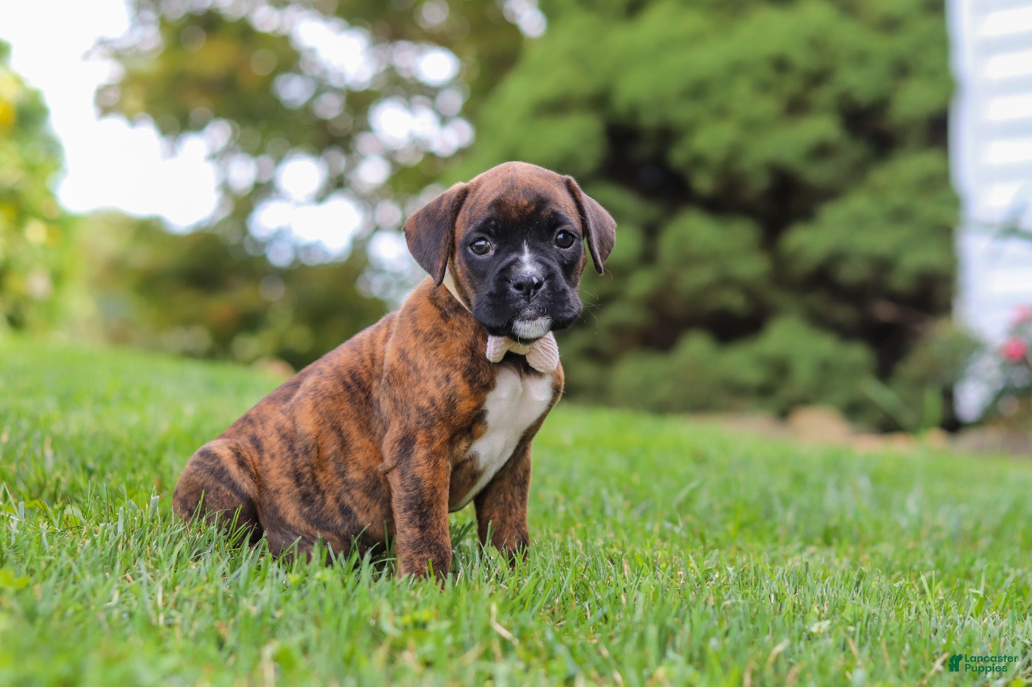 Boxer dogs Ruby - Ad 2