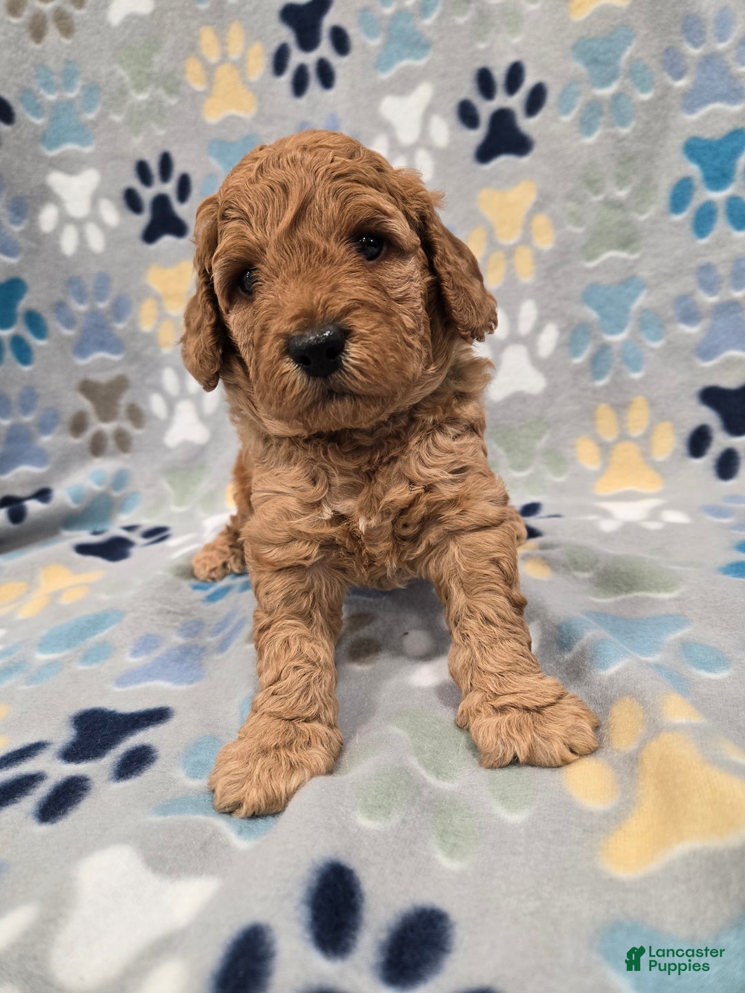 Mini Goldendoodle dogs for sale: Scout - Ad 7
