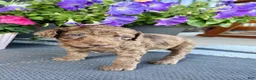 Standard Poodle dogs for sale: Black Collar   - Ad 19