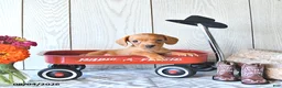 Miniature Dachshund dogs for sale: Ricky  - Ad 4