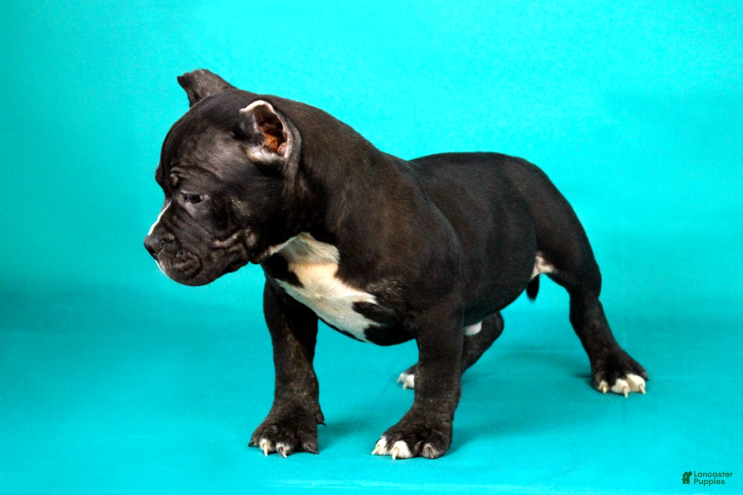 American Bully dogs for sale: Black Trindle Male - Ad 2