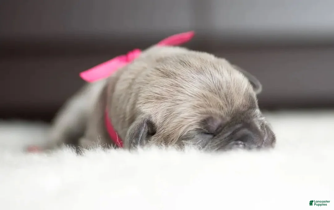 Cane Corso dogs for sale: Titan Bones Shield Of Valkyrie  - Ad 3