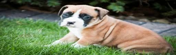 Boxer dogs for sale: Jewel - Ad 7