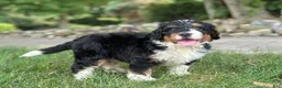 Mini Bernedoodle dogs for sale: Blossom - Ad 4