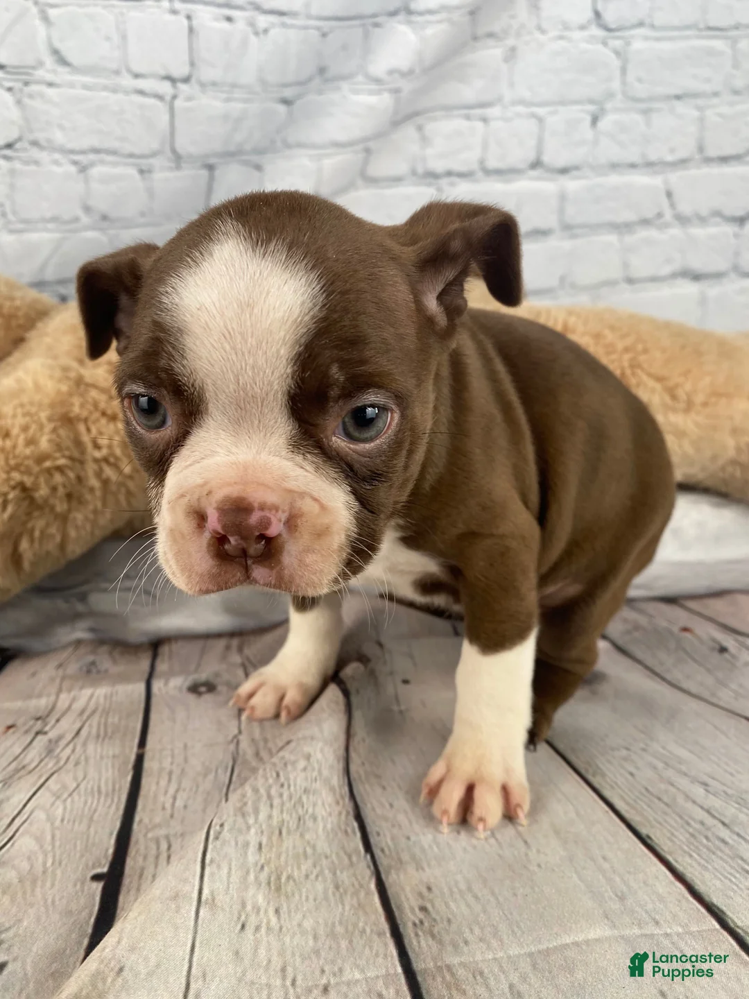 Boston Terrier dogs for sale: Willow - Ad 1