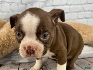 Boston Terrier dogs for sale: Willow - Ad 1