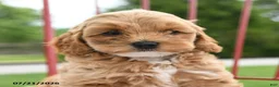Cockapoo dogs for sale: Leah - Ad 5