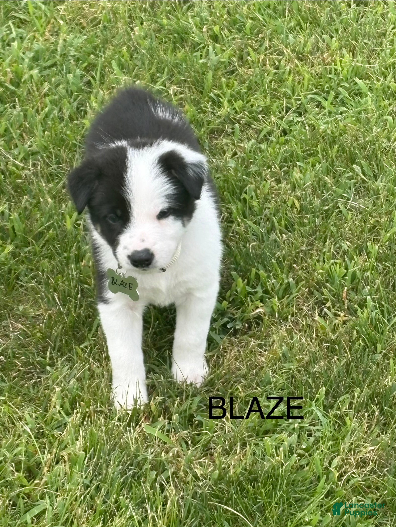 Border Collie dogs BLAZE - Ad 1