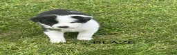 Border Collie dogs for sale: BLAZE - Ad 1