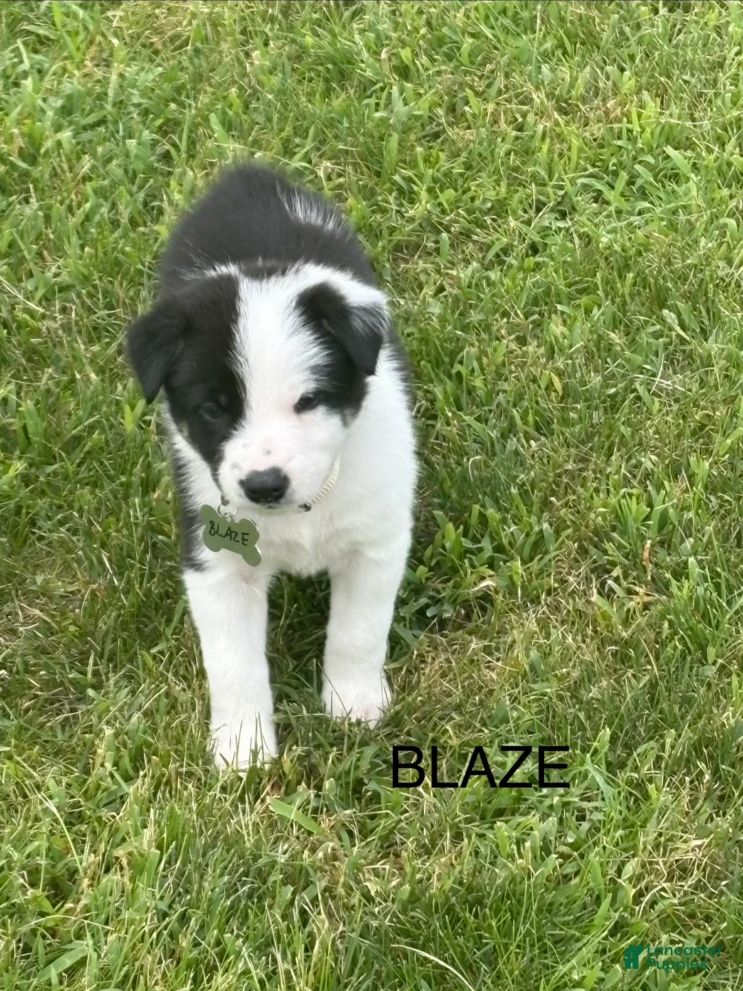 Border Collie dogs for sale: BLAZE - Ad 1