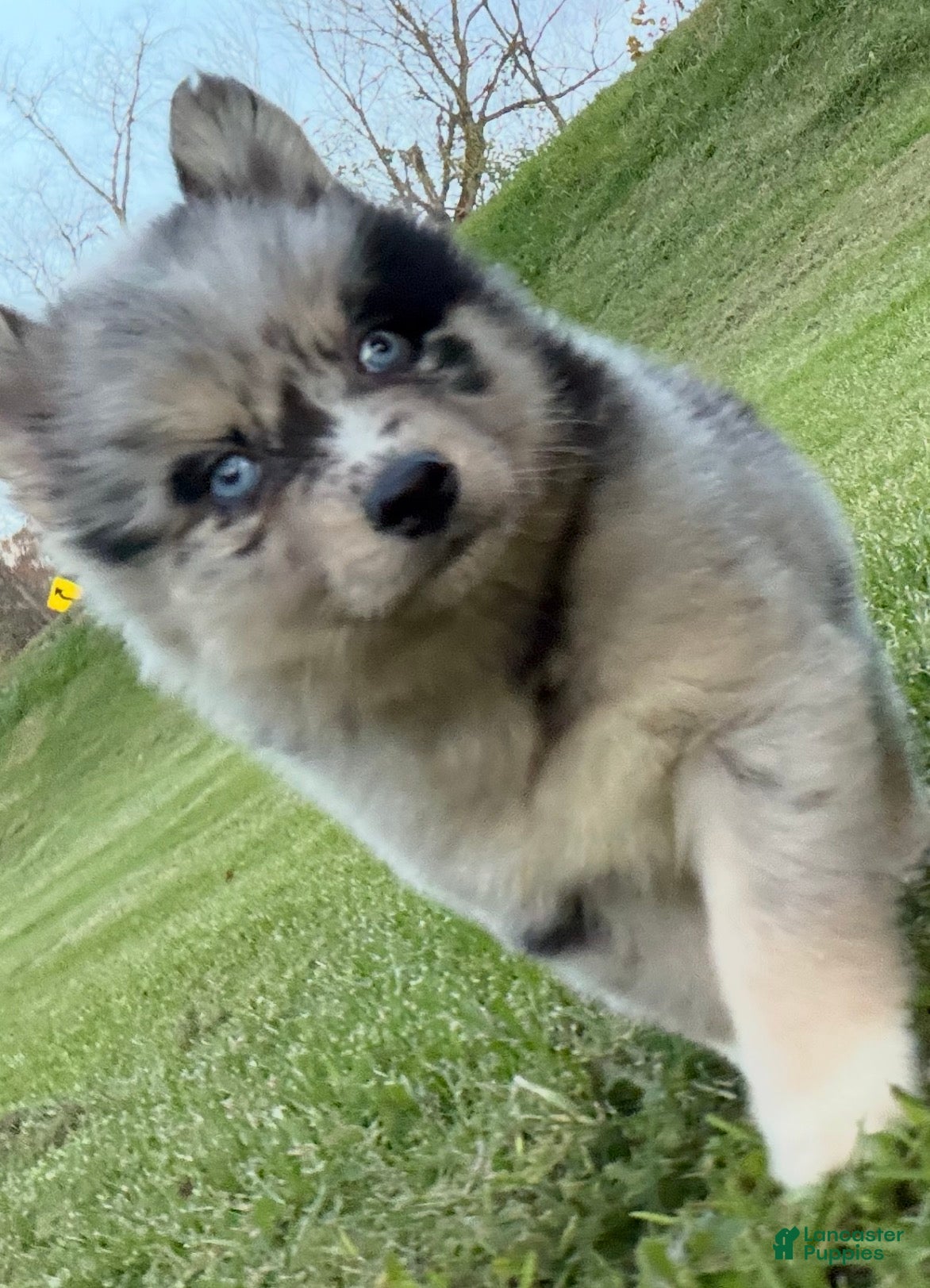 Pomsky dogs for sale: Sparky  - Ad 1