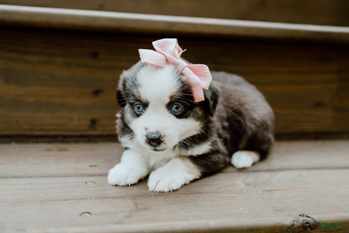 Miniature Australian Shepherd dogs Sage - Ad 2