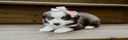 Miniature Australian Shepherd dogs for sale: Sage - Ad 2