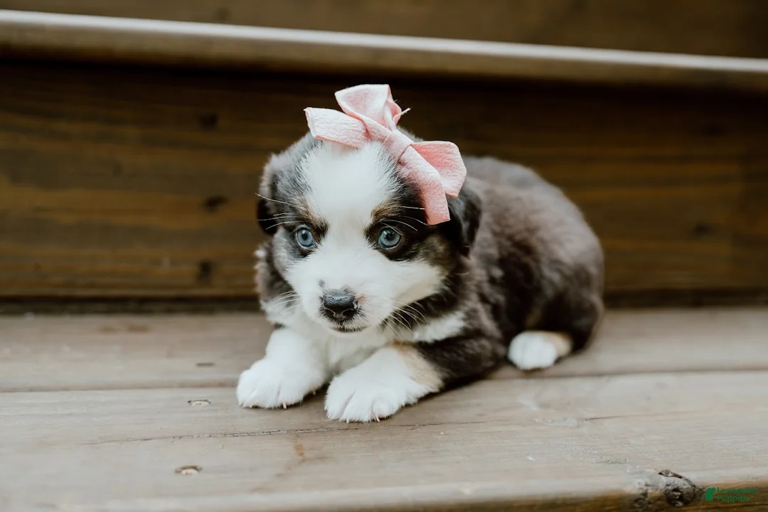 Miniature Australian Shepherd dogs for sale: Sage - Ad 2