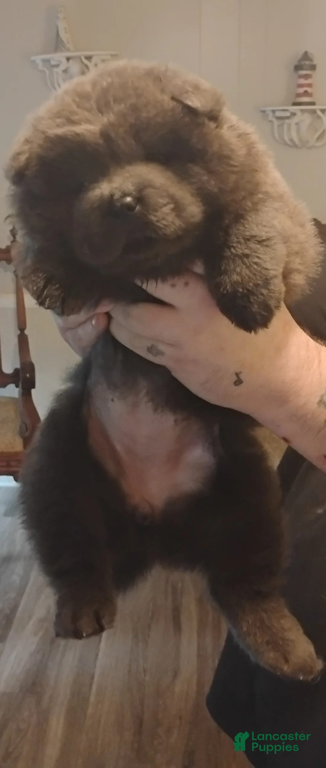 Chow Chow dogs for sale: Black female number 1 - Ad 2