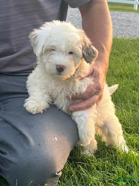 Mini Aussiedoodle dogs Fizz Mini Aussiedoodle  - Ad 1