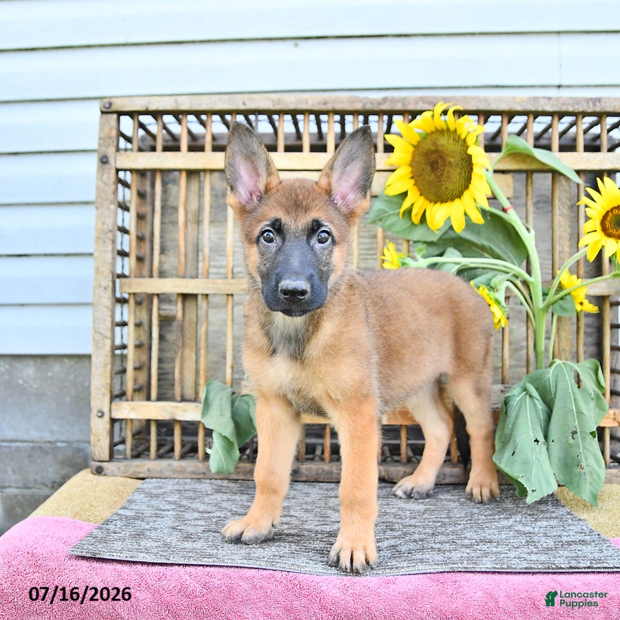 Mixed Breed dogs Avanti - Ad 2