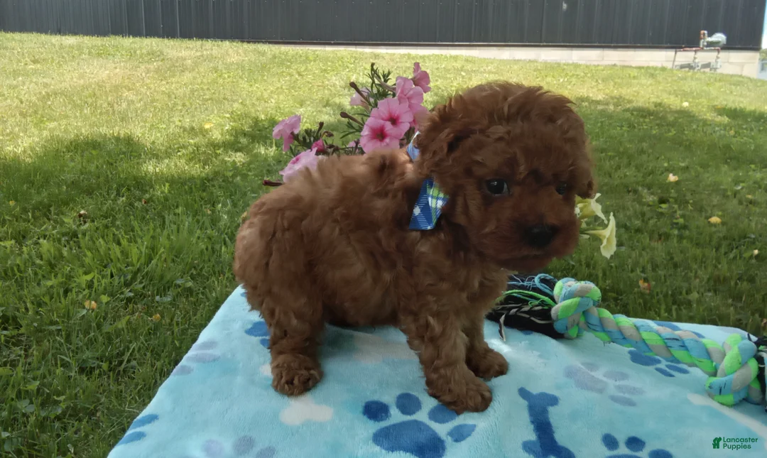 Toy Poodle dogs for sale: Dallas  - Ad 3