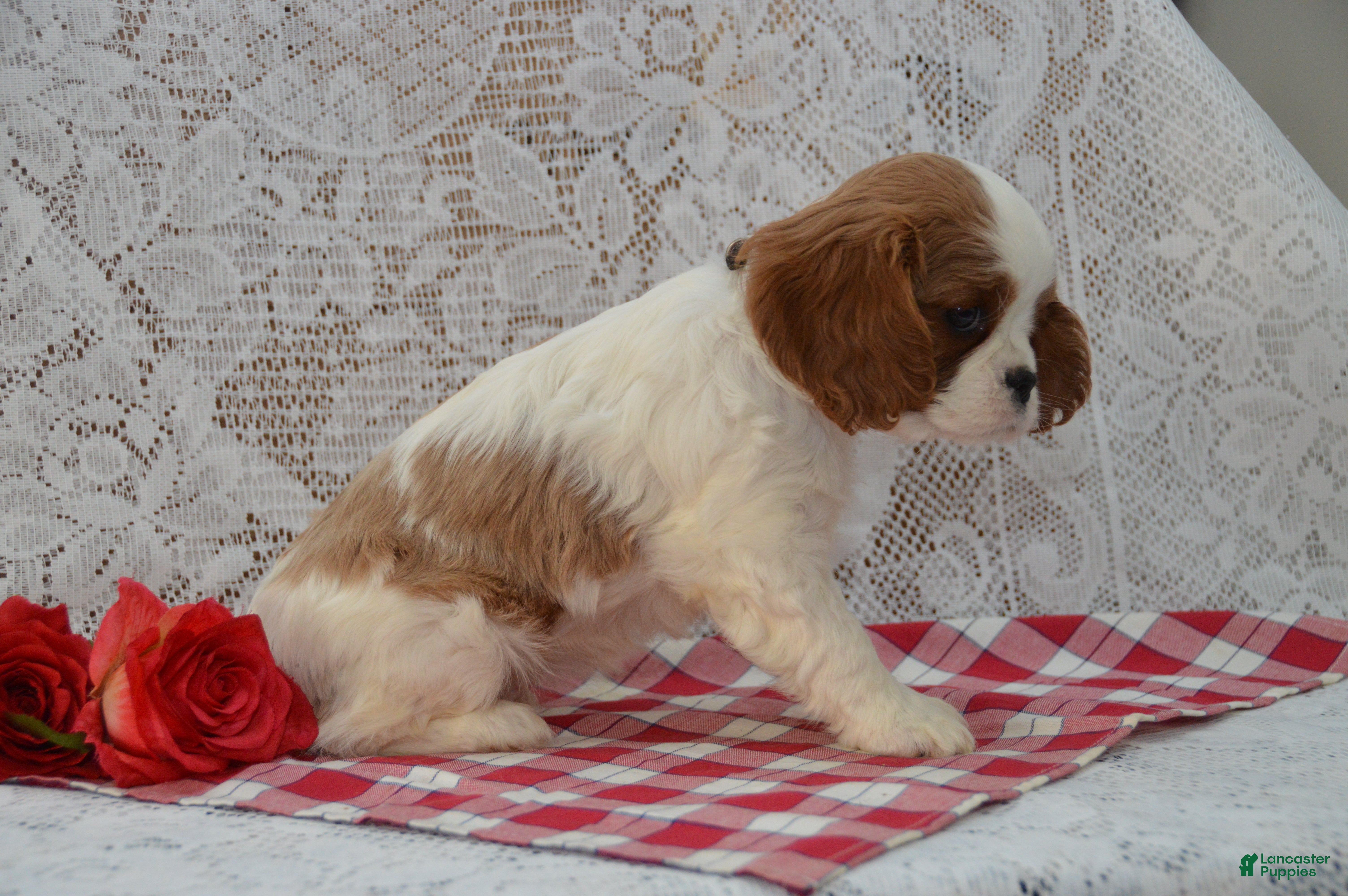 Cavalier King Charles Spaniel dogs Daisy - Ad 2