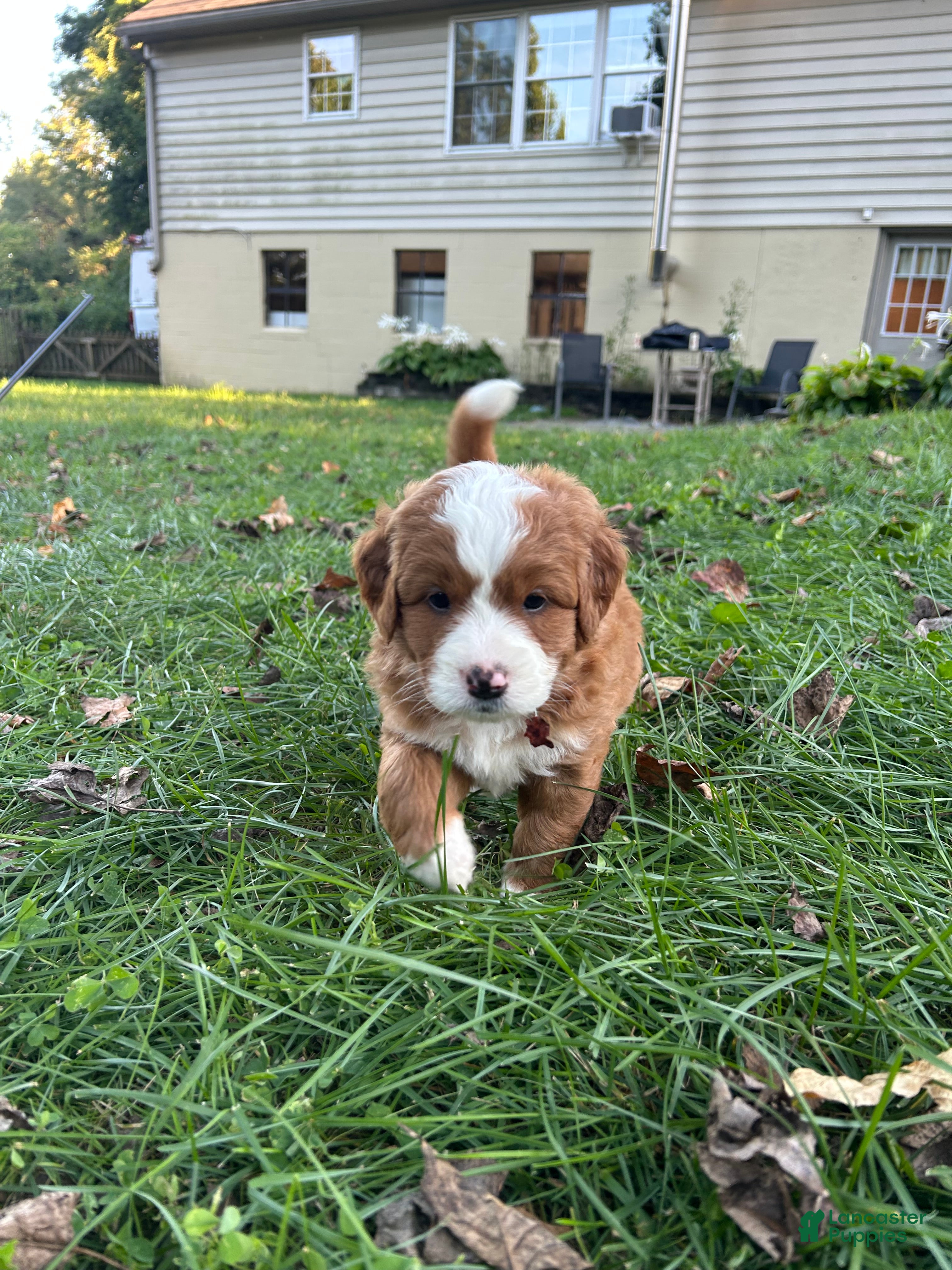 Mini Bernedoodle dogs  Mocha - Ad 2