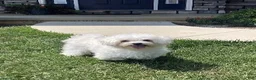 Coton De Tulear dogs for sale: Magnolia - Ad 8