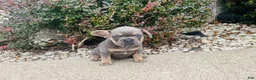 French Bulldog dogs for sale: Sadie - Ad 11