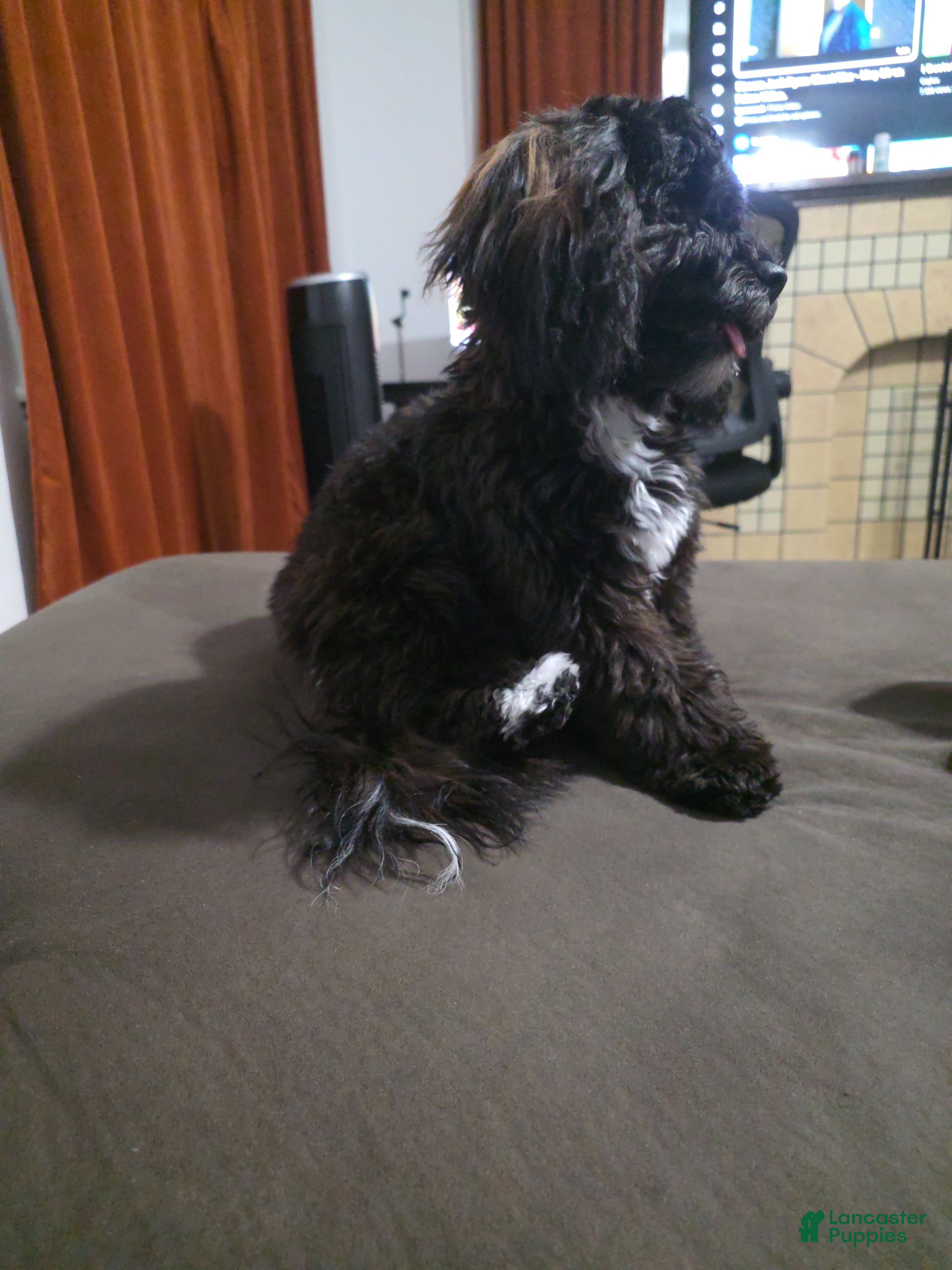 Shihpoo dogs Shihpoo 2 - Ad 37