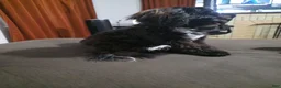 Shihpoo dogs for sale: Shihpoo 2 - Ad 1
