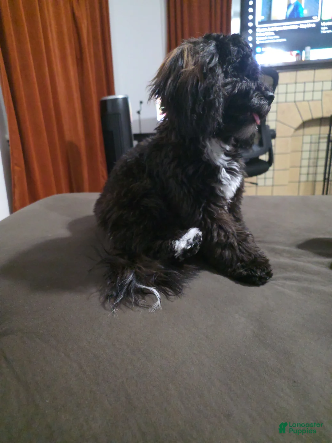 Shihpoo dogs for sale: Shihpoo 2 - Ad 1