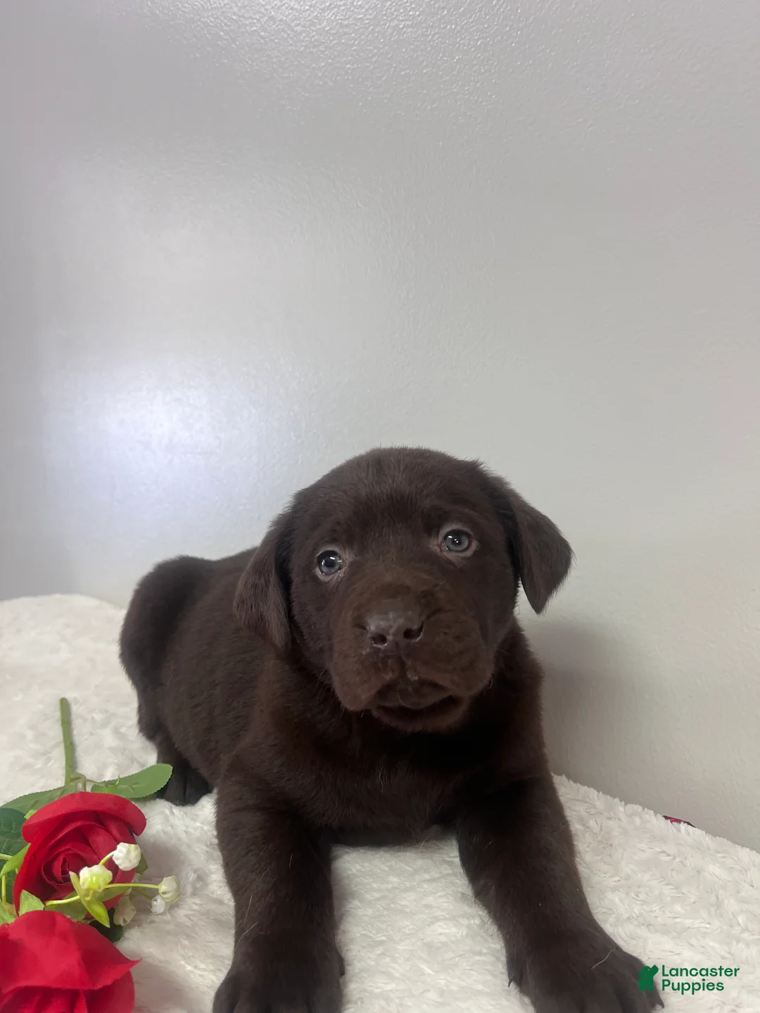 Labrador Retriever dogs for sale: Willow - Ad 5