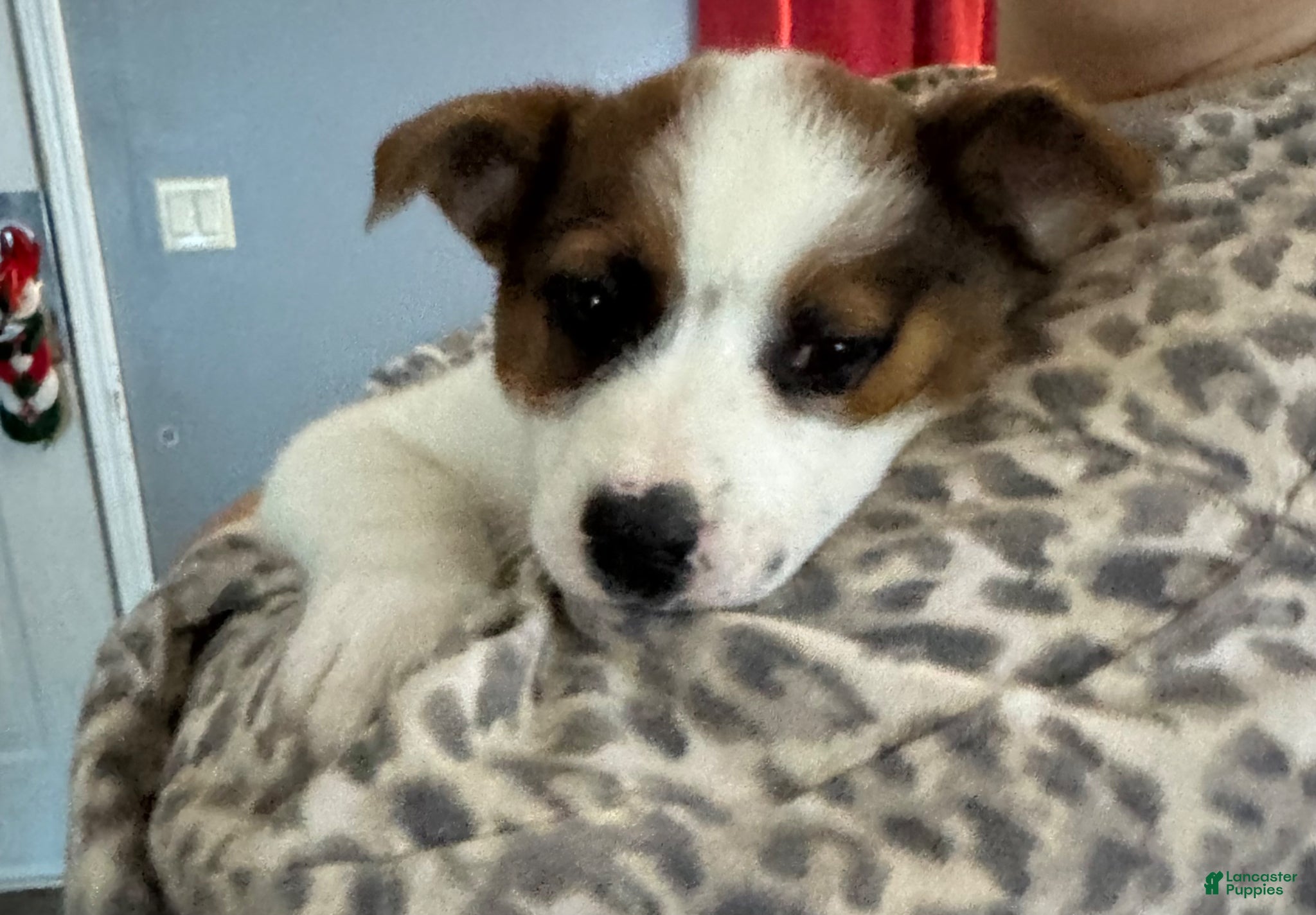 Australian Cattle Dog dogs Australian Cattle Dog Puppy 2 - Ad 2