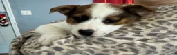 Australian Cattle Dog dogs for sale: Australian Cattle Dog Puppy 2 - Ad 2