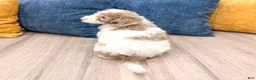 Miniature Poodle dogs for sale: Timmy - Ad 5