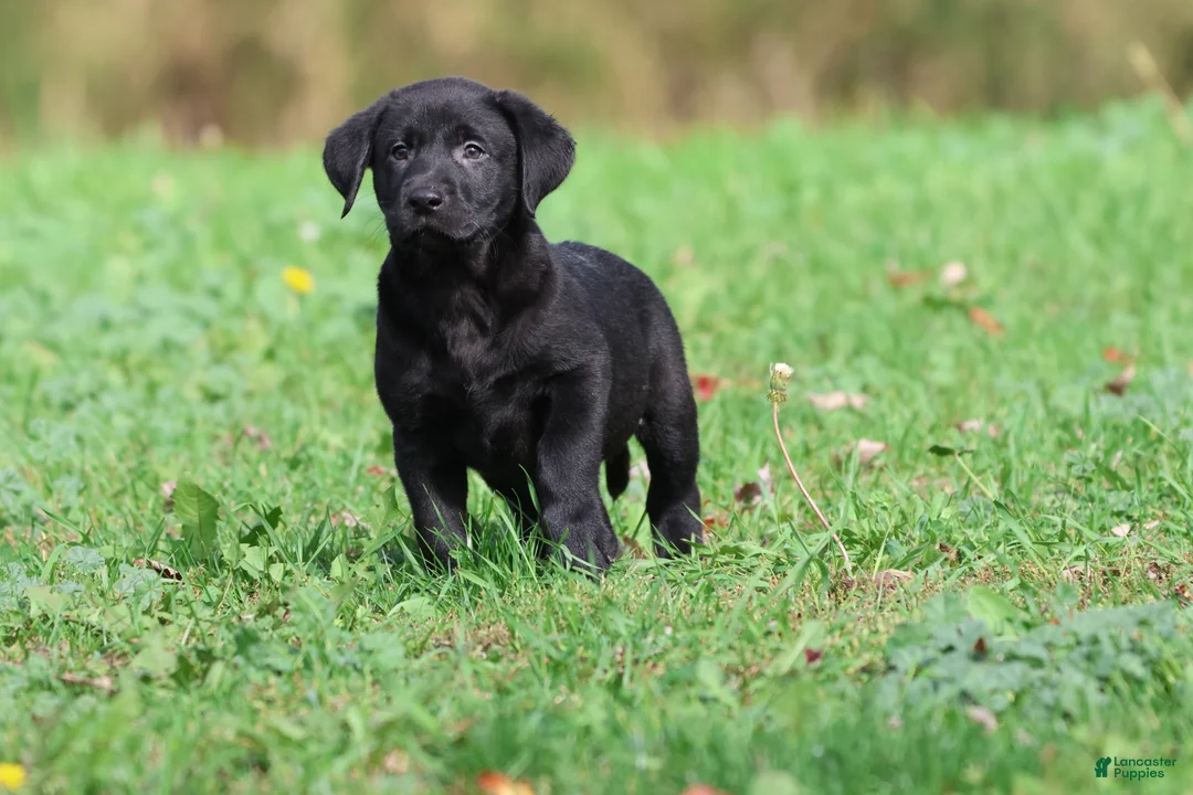 Labrador Retriever dogs for sale: Baker - Ad 4