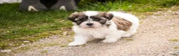 Havanese dogs for sale: Happy - Ad 3