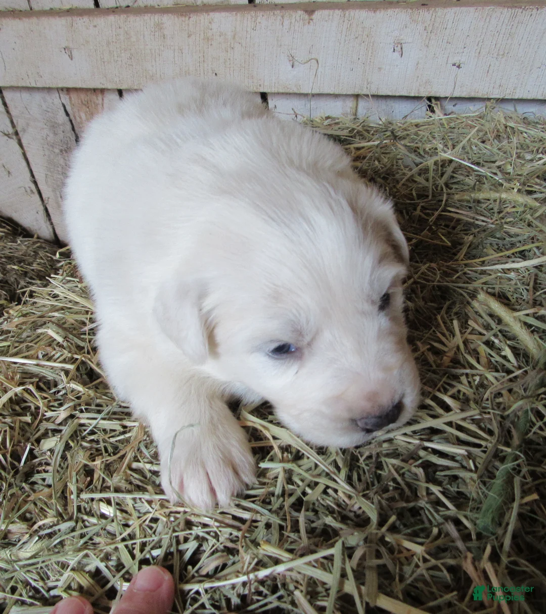 Great Pyrenees dogs for sale: Great Pyrenees Puppy 3 Female Red Collar - Ad 2